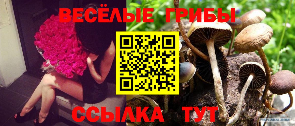 Псилоцибиновые грибы мицелий Кингисепп